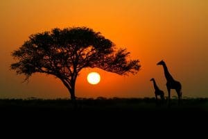 A picture of a bright orange African sunset on a dark plain with the wide branches of an Acacia tree on the left and two giraffes silhouetted on the right.