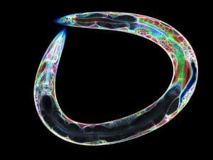 Picture of C. elegans roundworm.