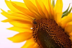 Sunflower with bee pollinating it. Photograph by Jenni Bader. Cover art for Kansas English.