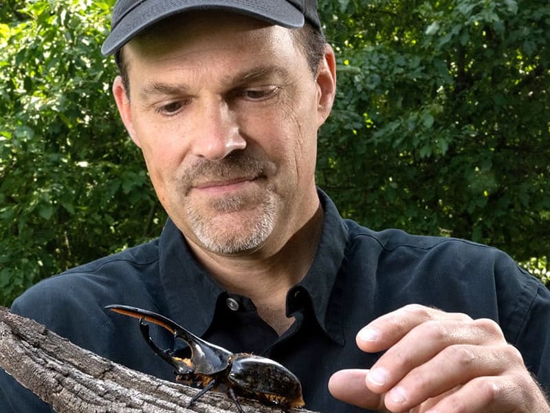 Doug Emlen admires the exceptionally long "horn" of a rhinocerous beetle.
