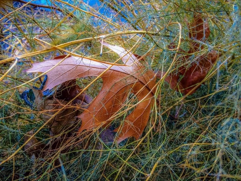decorative picture of leaves and grass.