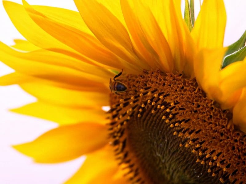 Sunflower in full bloom with bee