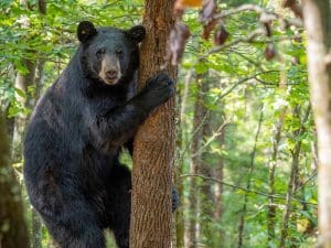 Photograph of a black bear in a tree, looking at the camera.