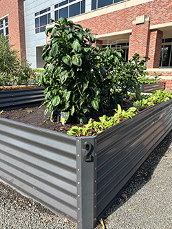 A chili pepper plant in a raised garden bed that has a the number 2 on it